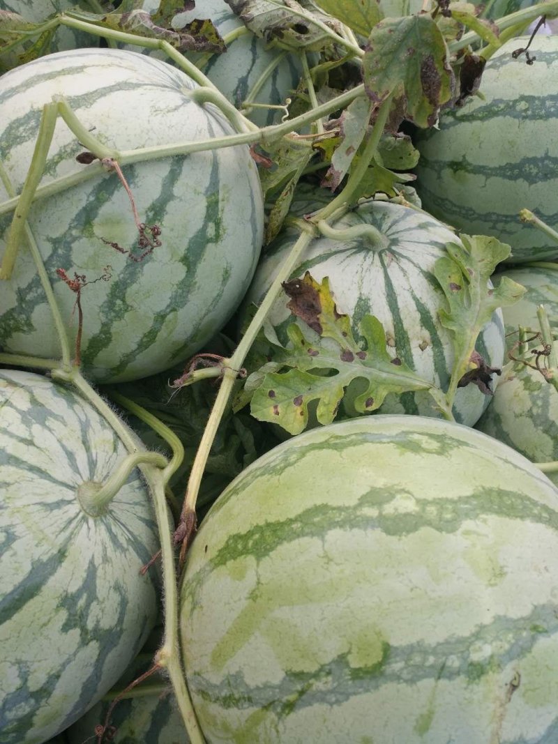 花皮无籽西瓜一手货源7斤打底8成熟1茬