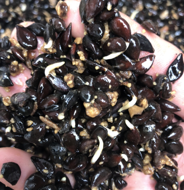 梨树种子,新鲜梨种子,杜梨种子,支持在线担保交易