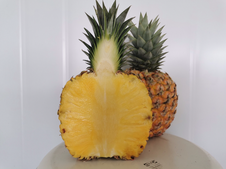 一位消费者在水果摊前认真挑选巴厘菠萝,手握两个果实,一个绿色,一个泛黄 消费者挑选巴厘菠萝的场景