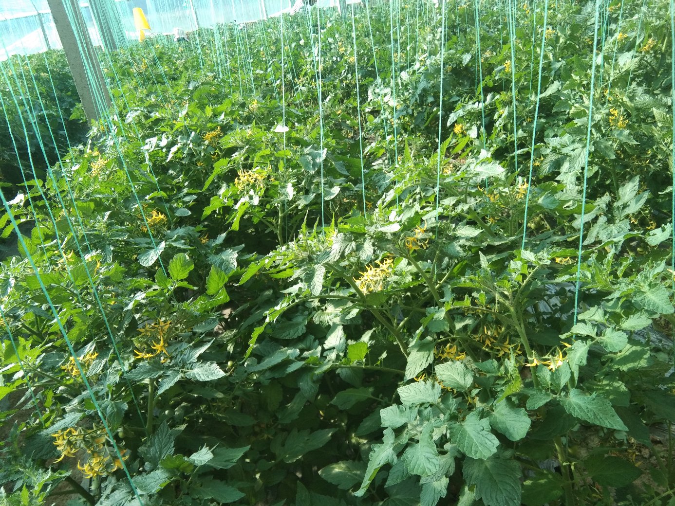 大棚内种植的釜山88圣女果植株整体景观