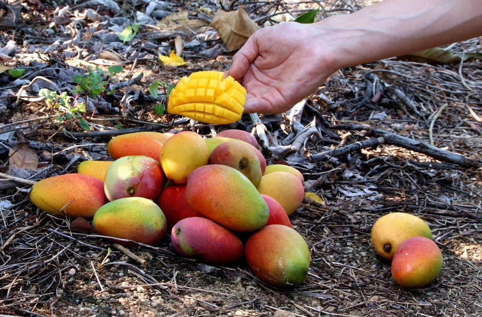果农采摘贵妃芒场景