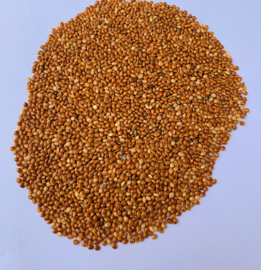 精品红糜子可上门看货颗粒饱满急卖腾地方