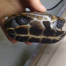乌龟甲鱼
