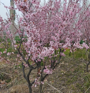 美人梅基地直销用途观赏