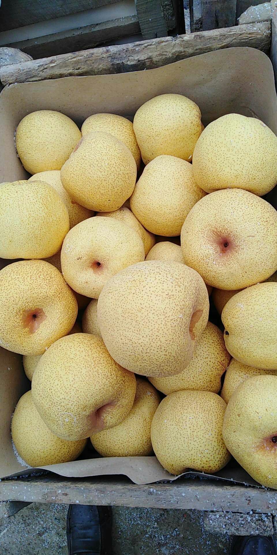 [酥梨批发]砀山梨,精品酥梨光果 口感甜皮薄量大450~500g价格0.
