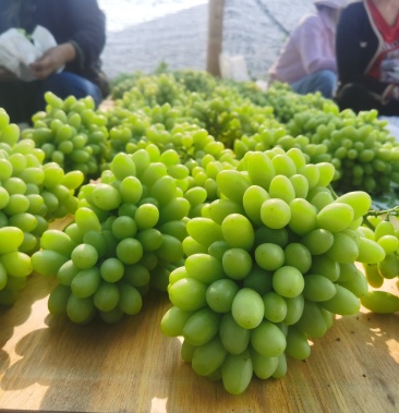 云南葡萄,青提白鸡心 提子