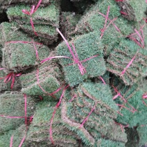 台湾青，台湾草，草坪，草卷，大量有货，低价出售