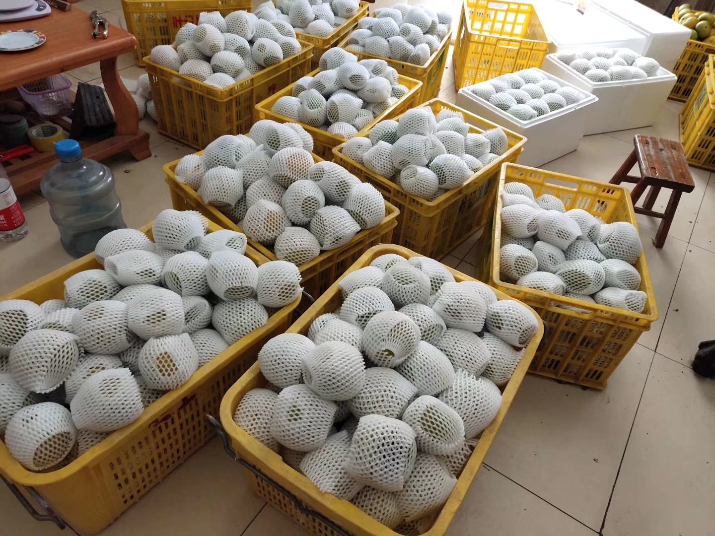 果农佩戴手套在果园中手工采摘成熟的脆柿,果实带有果柄,放入铺有软垫的采果篮中,背景为整齐排列的矮化果树,地面覆盖反光膜以促进着色,展示标准化采收流程 脆柿果园标准化采收场景