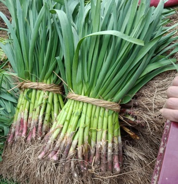 山东精品红根蒜苗产地直销