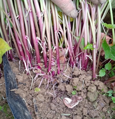 红薯苗红瑶玛莎莉日本品种产量高糖度高