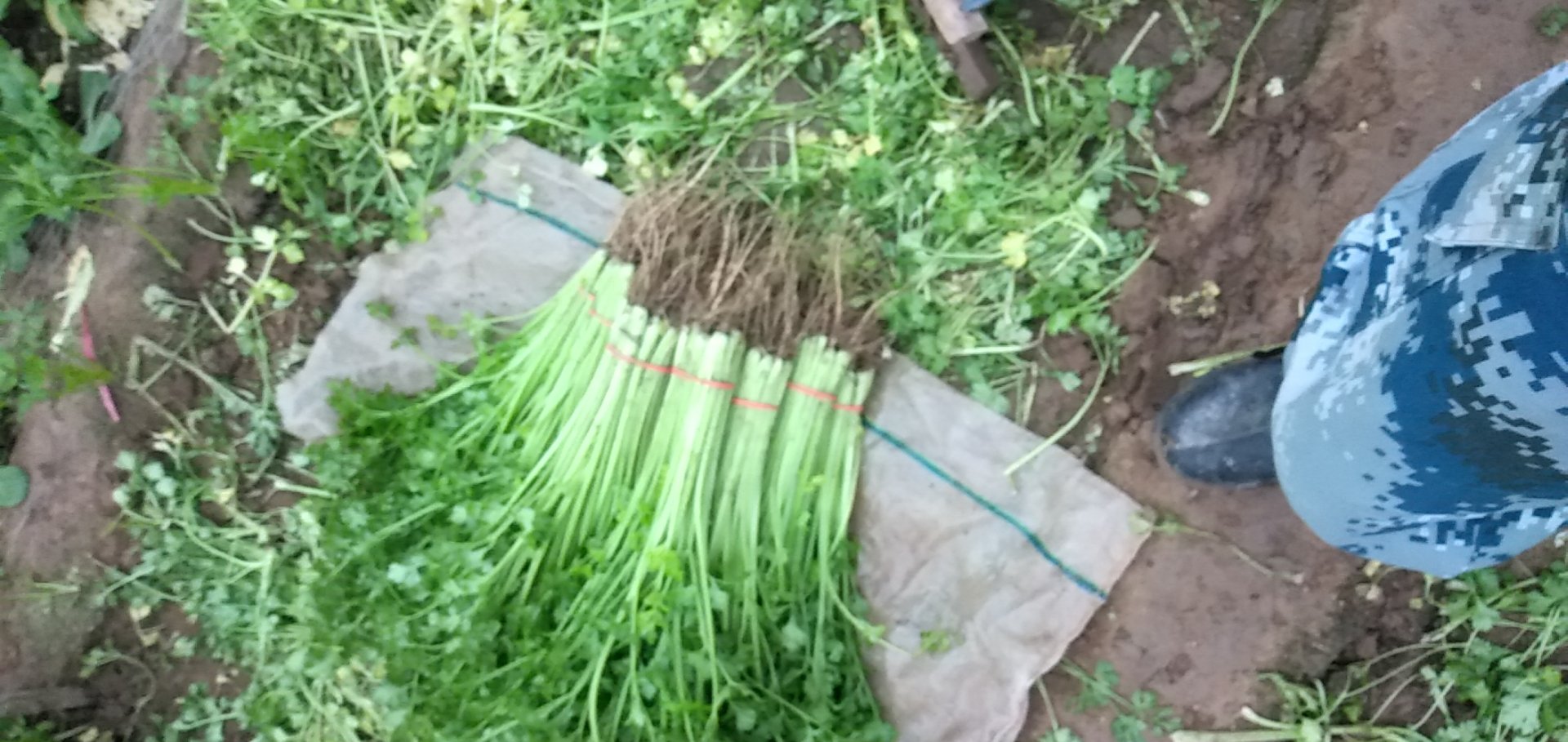 山芹制作饺子过程 山芹制作饺子过程
