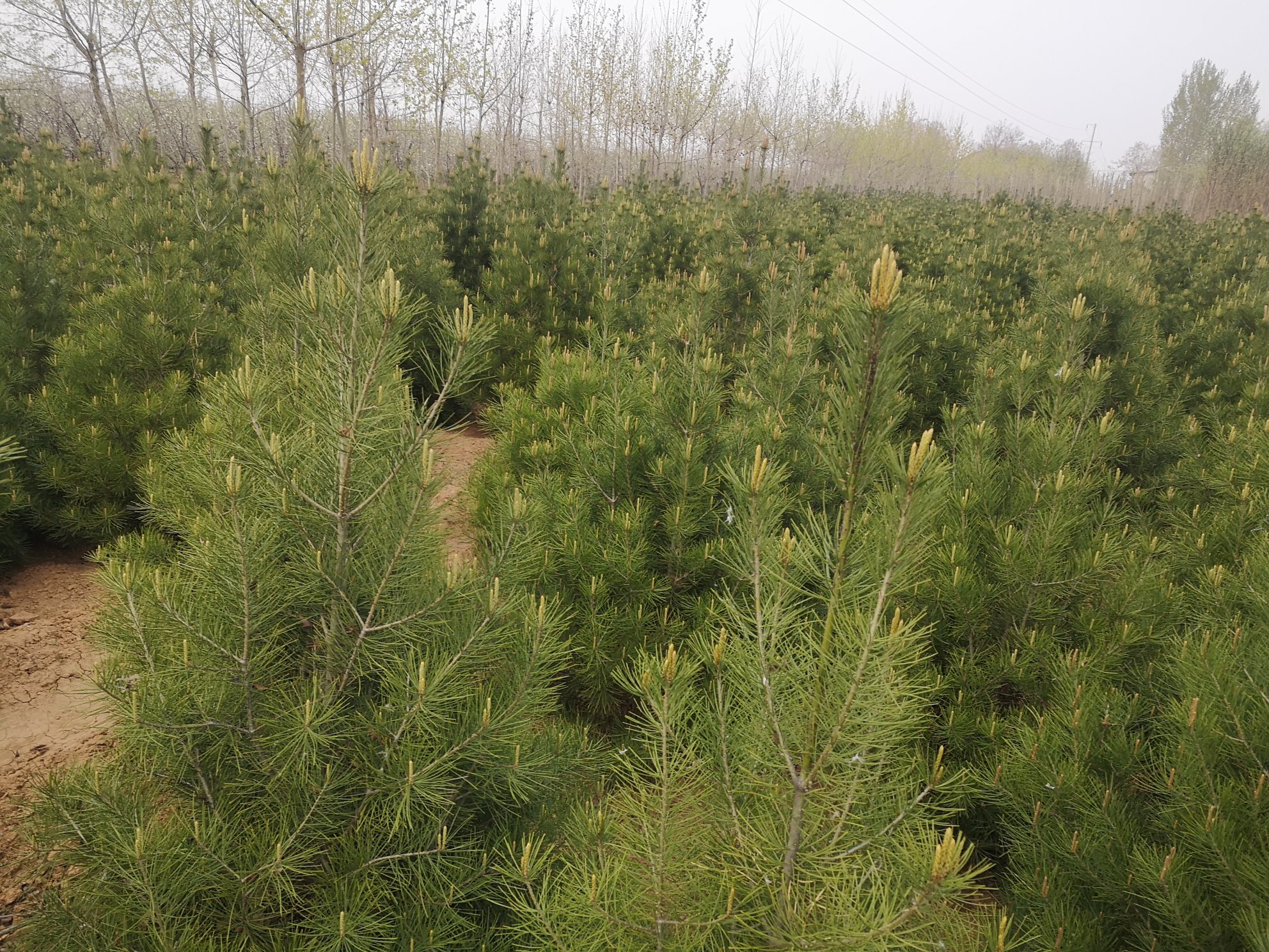 白皮松夏季生长状态航拍图