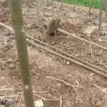 滑县桐树苗大量出售幼桐桐根