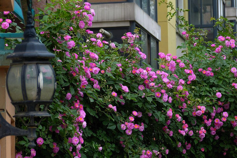 伊蕾莎斯特月季盛开在庭院花架上,花朵呈淡粉色,藤本枝条粗壮伸展 伊蕾莎斯特月季盛开在庭院花架上