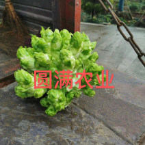 儿菜，基地货，保证品质，全国走货，你有量我有价！