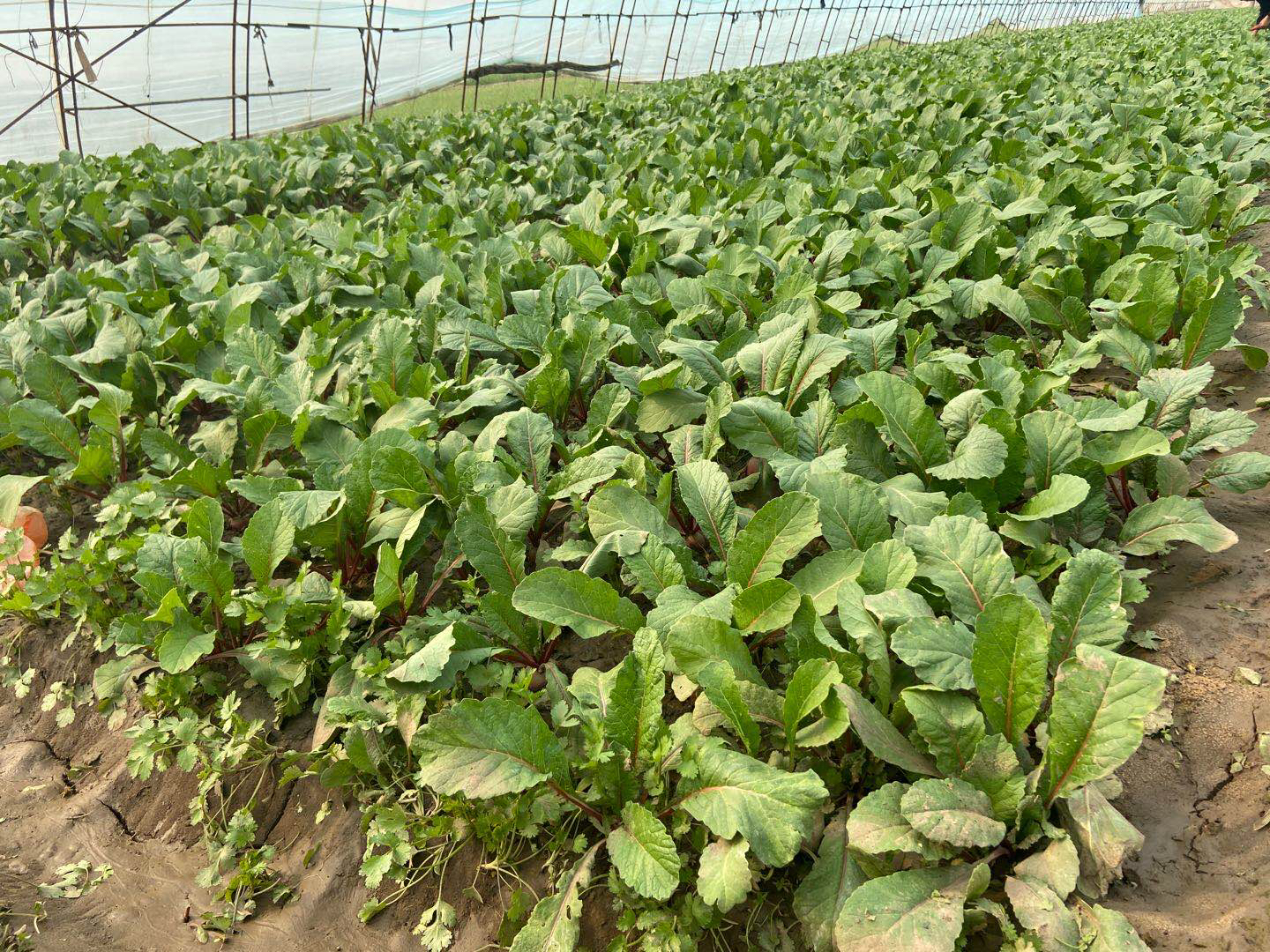 红皮萝卜田间种植图