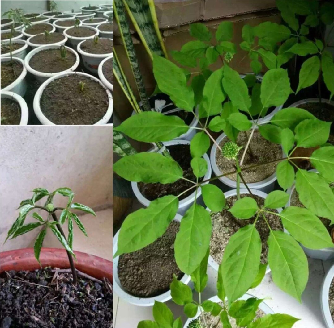 人参生长周期示意图