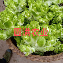 🇨🇳浙江儿菜，特早熟儿菜，全国走车，高品质！