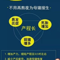 母猪难产憋死小猪怎么办？2-3小时下完