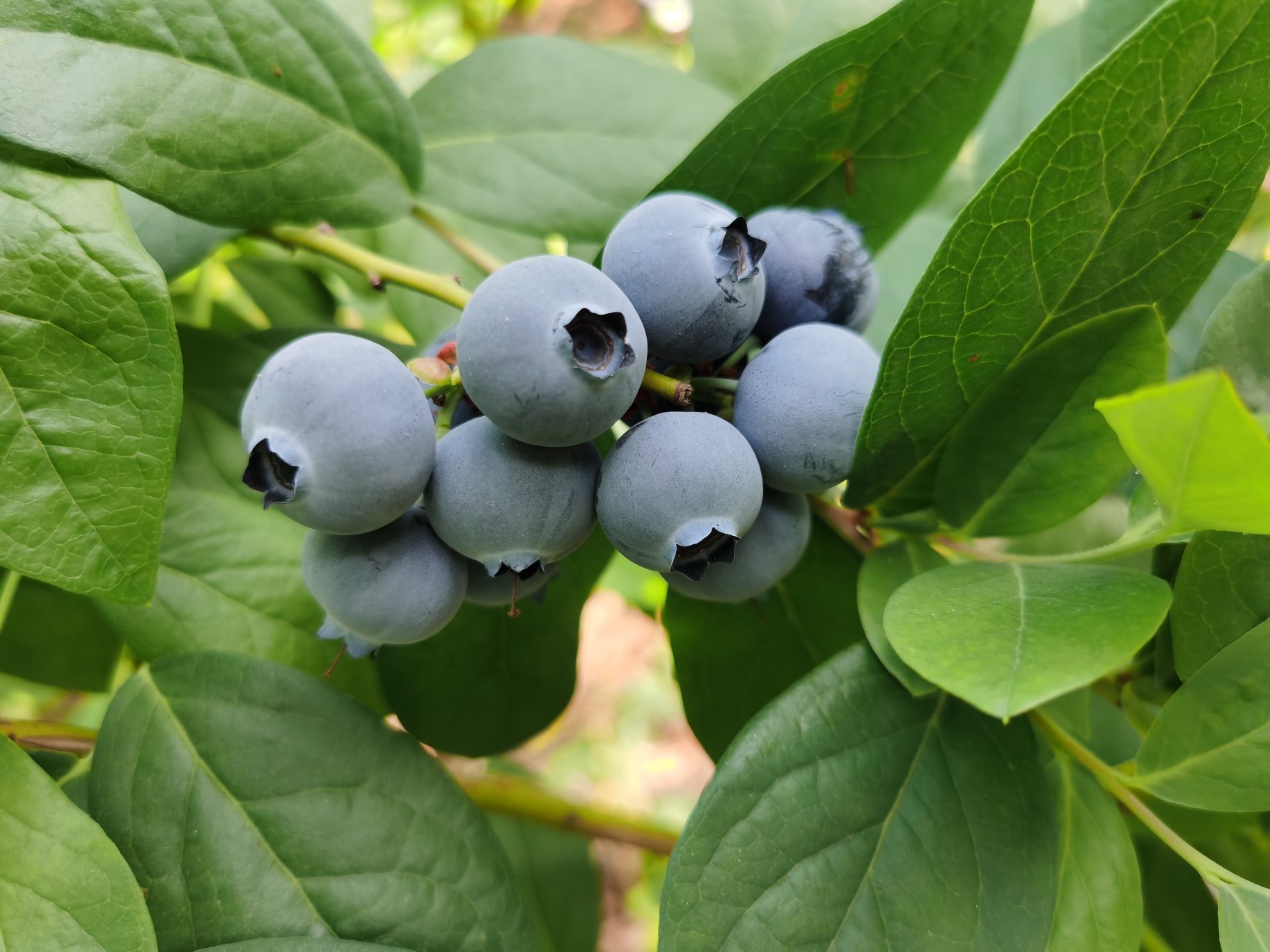 蓝莓青岛蓝莓鲜果15mm以上产地直供