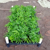 袖珍椰子种苗室内常绿观叶植物供应花卉小苗