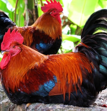 瑶鸡苗好品种红公鸡价格低包防疫包技术