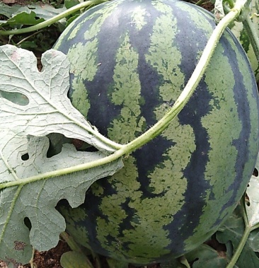 山东济宁泗水十万亩青农甜王西瓜