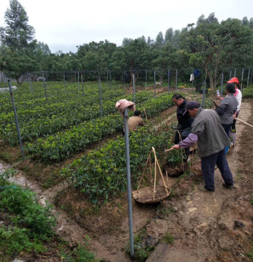 广西藤县优良八角嫁接苗