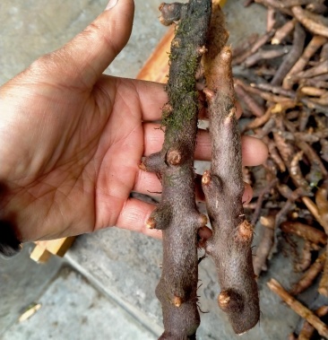 云南野生骨碎补干货鲜货