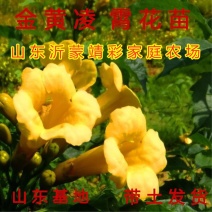 金黄凌霄花苗爬藤植物爬藤凌霄花苗南北方种植