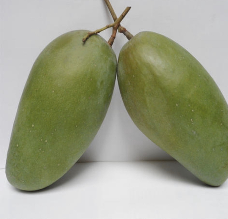 成熟的金煌芒与未成熟的青色金煌芒对比摆放