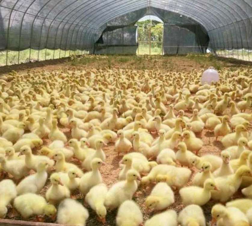 一个现代化的鹅舍内,整齐排列的育雏笼中饲养着狮头鹅苗,工作人员正在检查温度和湿度 狮头鹅苗饲养环境