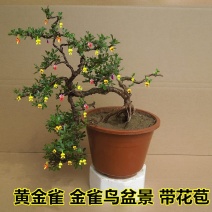 精品花卉金雀梅锦鸡儿金丝雀黄金雀花苗盆景盆栽金雀花苗树桩