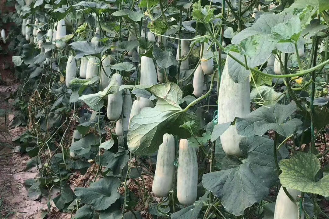 羊角蜜甜瓜果园采摘场景