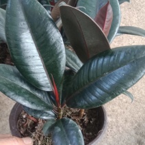 橡皮树盆栽基地直发