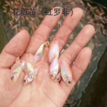 红罗非鱼苗，花调鱼苗，抗病能力强生长速度快