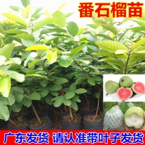 珍珠番石榴苗四季番石榴苗木子苗珍珠芭乐