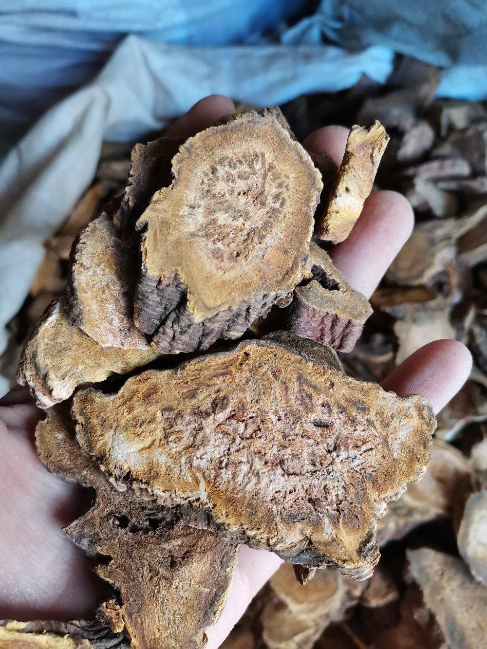 [大黄批发]大黄 甘肃 正宗无硫 西大黄 新货 无添加一公斤起发货价格3