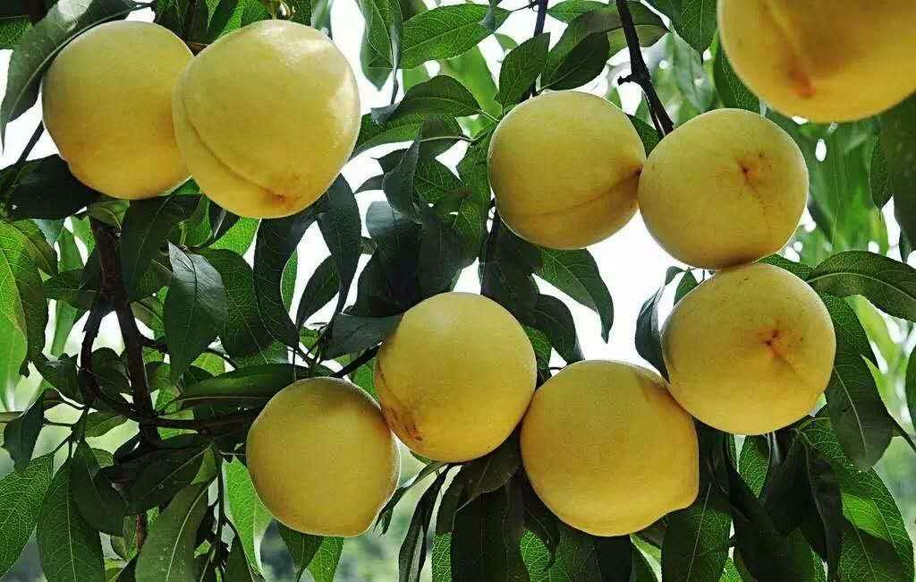 炎陵黄桃果园实景,阳光下的黄桃挂满枝头,绿叶掩映,果实饱满,呈现出自然成熟的金黄色 炎陵黄桃果园实景