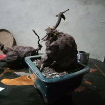 何首乌盆景素材，做盆景盆栽，干品泡药酒。