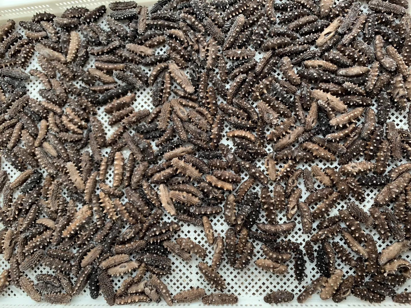 西芹炒海参成品图