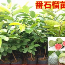 台湾四季红心番石榴红叶番石榴苗嫁接苗紫叶芭乐苗南方果树苗