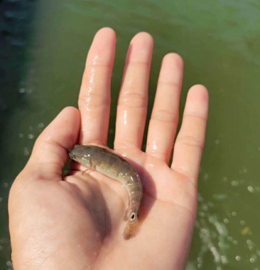 [黑鱼批发]七星鱼价格0.30元/个 - 一亩田