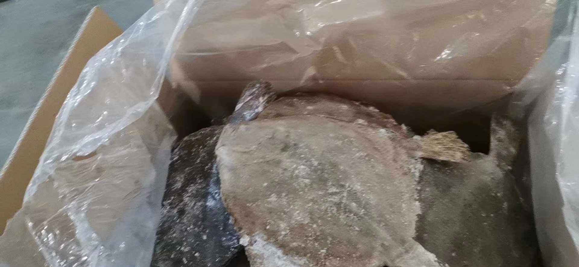 展示多宝鱼冷冻包装及冷藏保存方式 多宝鱼冷冻保存示意图