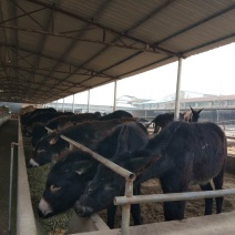 肉驴养殖济宁长远养殖有限公司欢迎各地养殖朋友前来选购