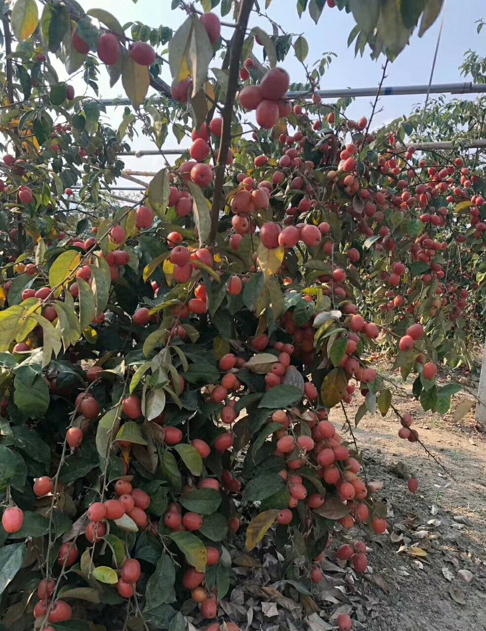 纯甜大果型羊奶果苗,德2改良嫁接苗,南北方均可种植苗