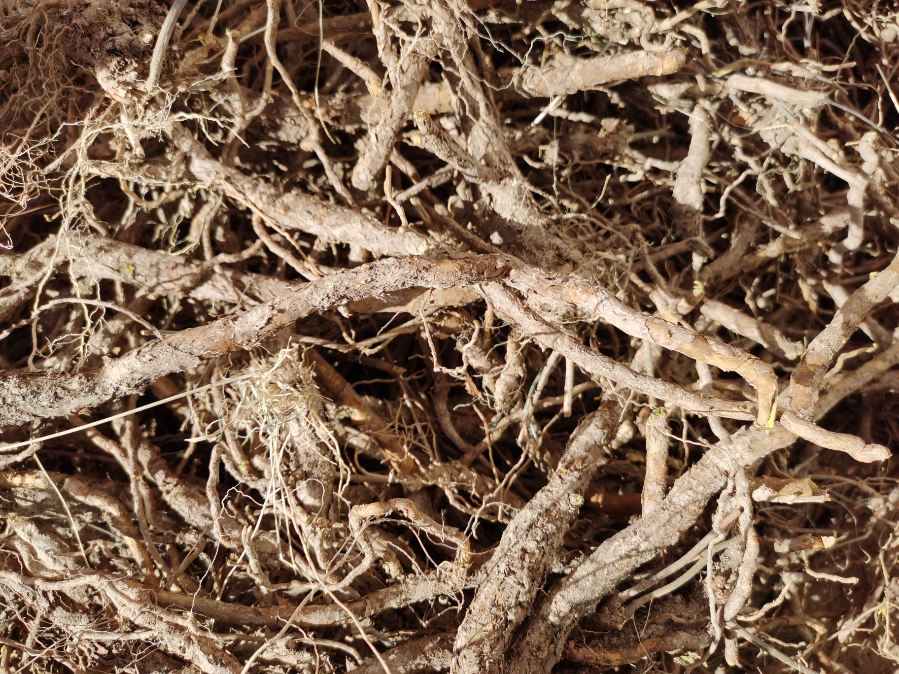 黄芩药材显微结构图