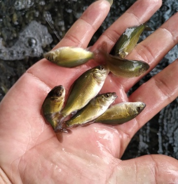 裸鲤鱼苗裸斑苗2020新口