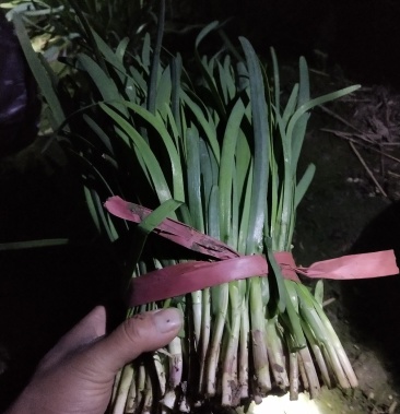 韭菜小捆精品陆地头刀紫根韭菜