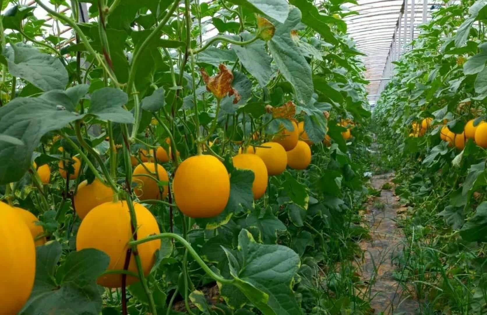 大棚内久红瑞甜瓜植株生长旺盛,藤蔓健壮,节间适中;3–5个成熟果实均匀悬垂于主蔓与子蔓上,果实呈饱满高圆形,表皮呈现均匀柔和的玫瑰粉红色,部分果面带有极细密浅褐色网纹,果脐收口紧致,果蒂新鲜青绿,背景可见清晰叶脉与毛茸茸的叶片,体现良好田间长势与成熟度 久红瑞甜瓜整株挂果特写图